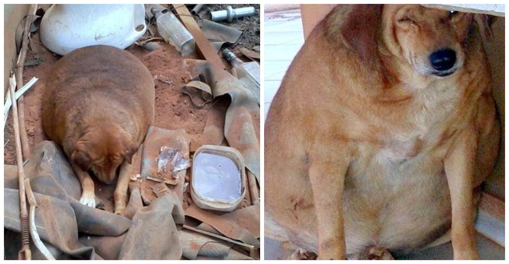 Perrita callejera súper obesa es el «hazmerreír» de todos los vecinos pero nadie la ayuda Perrita callejera súper obesa es el «hazmerreír» de todos los vecinos pero nadie la ayuda