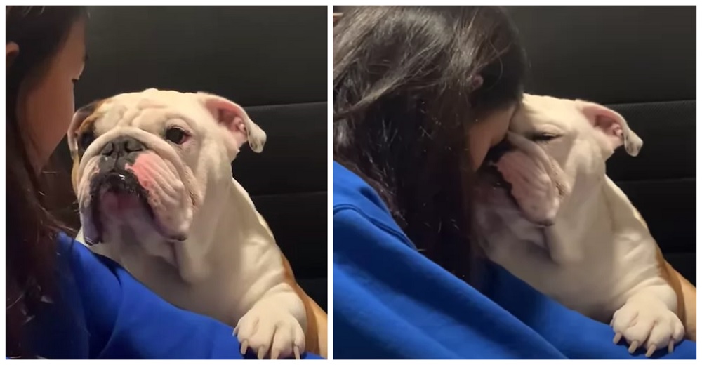 Un bulldog se hace viral tras su conmovedora súplica a su dueña pidiendo que lo perdone Un bulldog se hace viral tras su conmovedora súplica a su dueña pidiendo que lo perdone