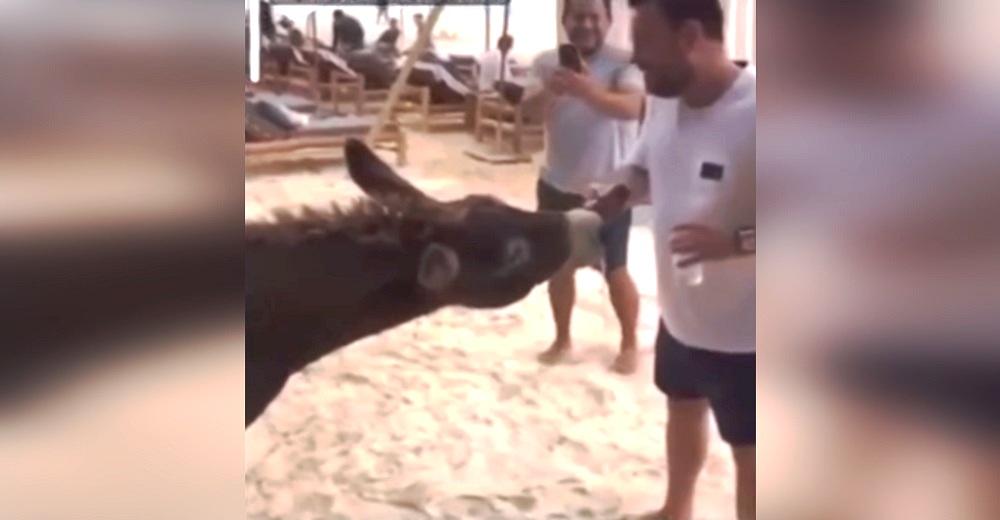 Denuncian al hotel que permite que los turistas se diviertan emborrachando a un pobre burro Denuncian al hotel que permite que los turistas se diviertan emborrachando a un pobre burro