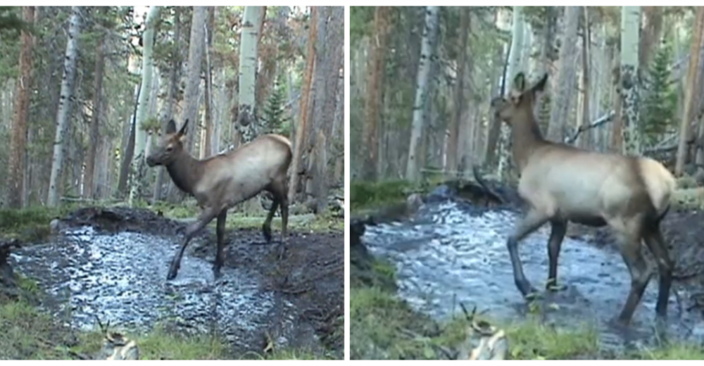 Captura la reacción de un alce en un charco de barro cuando cree que nadie lo está mirando Captura la reacción de un alce en un charco de barro cuando cree que nadie lo está mirando