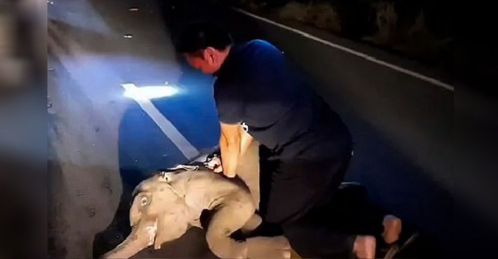 Graban a un paramédico que actuó inmediatamente al ver un elefante bebé inconsciente en la calle