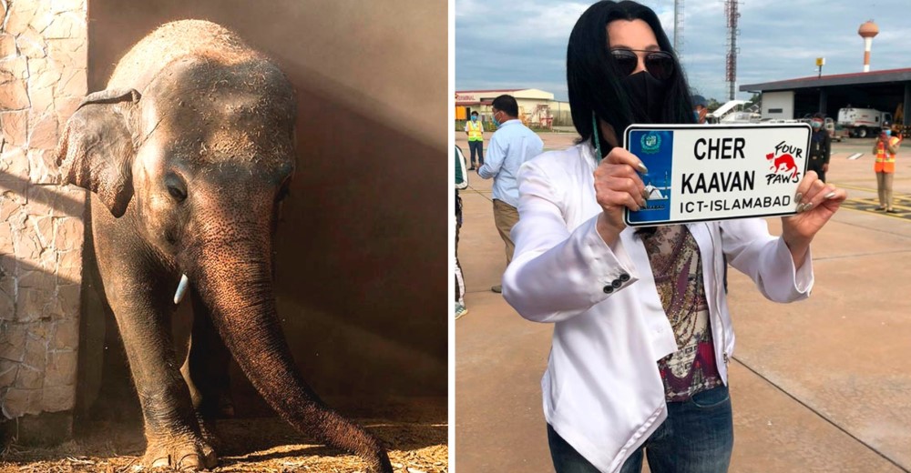 La cantante Cher ayuda a rescatar al «elefante más solitario del mundo»