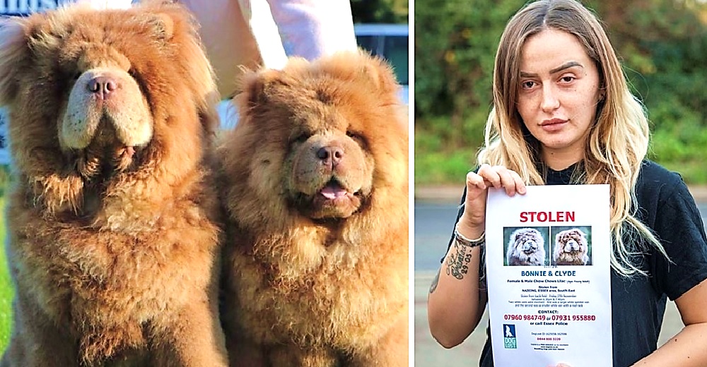 «Les doy todo lo que tengo»– Ofrece 20.000 dólares para que le devuelvan a sus perritos robados «Les doy todo lo que tengo»– Ofrece 20.000 dólares para que le devuelvan a sus perritos robados