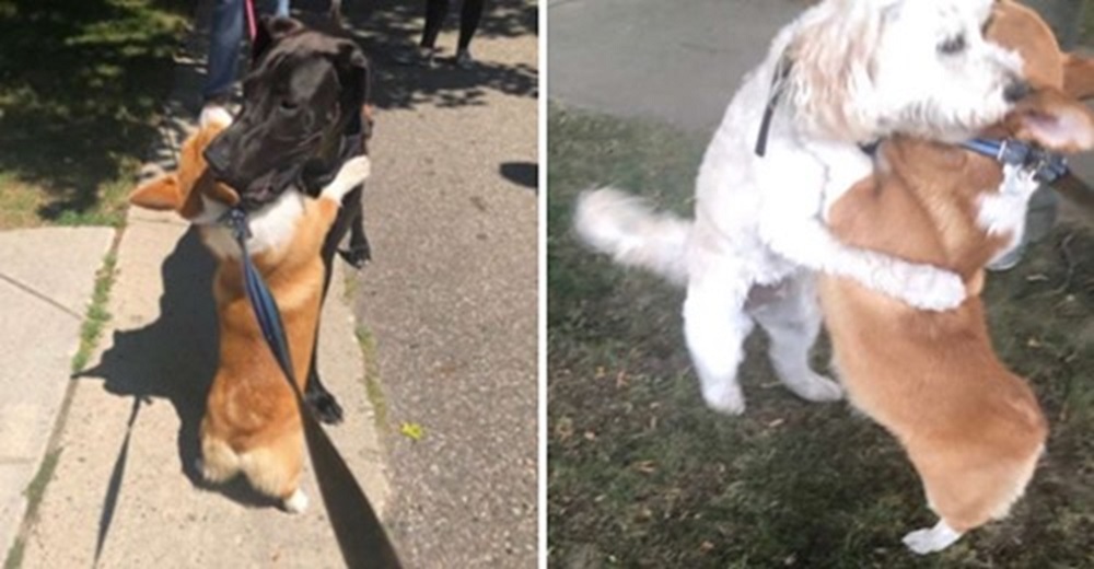 Su pequeño corgi insiste en abrazar a cada perrito que conoce en su paseo diario