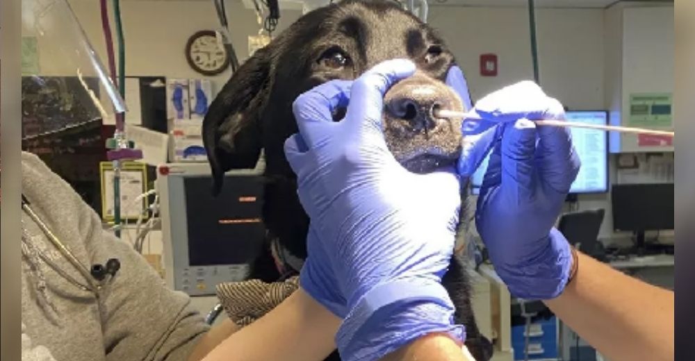 Identifican a 5 perritos contagiados de coronavirus y asintomáticos tras realizarles la prueba Identifican a 5 perritos contagiados de coronavirus y asintomáticos tras realizarles la prueba