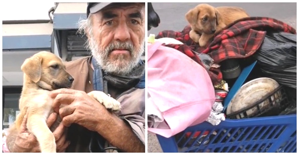 Abuelito indigente que se hizo viral tras pedir ayuda para su perrita, sufre por no tenerla más Abuelito indigente que se hizo viral tras pedir ayuda para su perrita, sufre por no tenerla más
