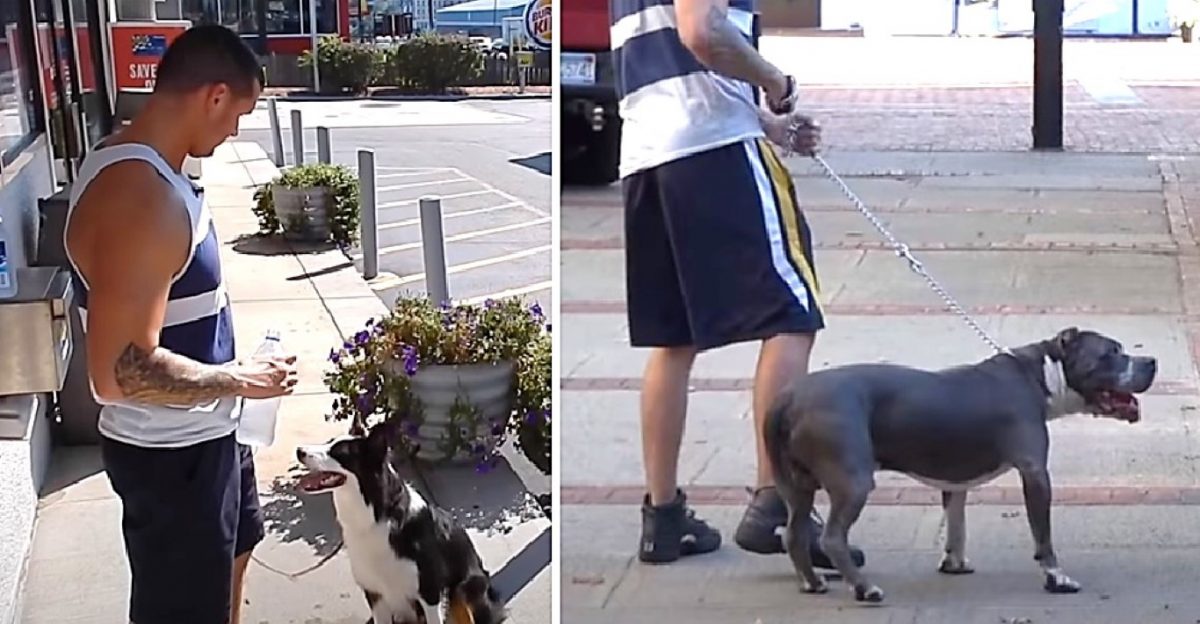 Paseó con sus dos perros de razas diferentes y queda destrozado al ver cómo los trató la gente Paseó con sus dos perros de razas diferentes y queda destrozado al ver cómo los trató la gente