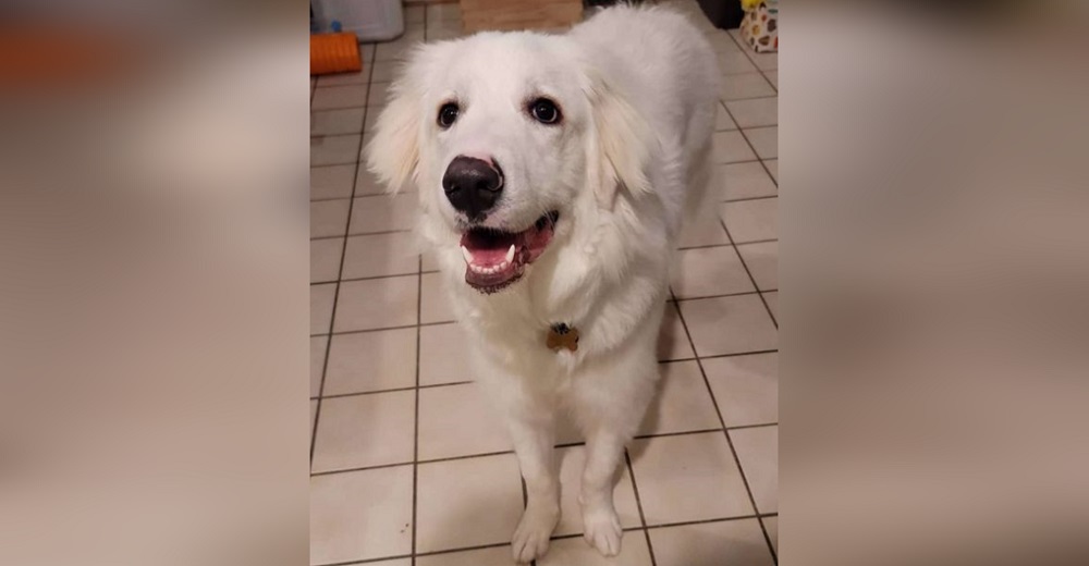 Desesperada cachorrita salva a su familia tras descubrir un fuego oculto en el hogar Desesperada cachorrita salva a su familia tras descubrir un fuego oculto en el hogar