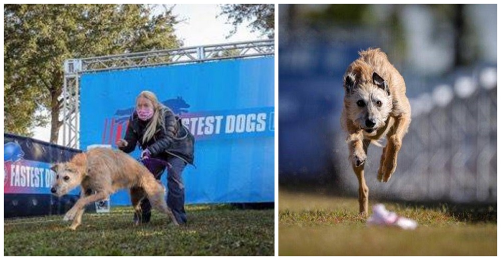 Señalan a la familia de la perrita que la adoptó para obligarla a correr y lucrarse de ella