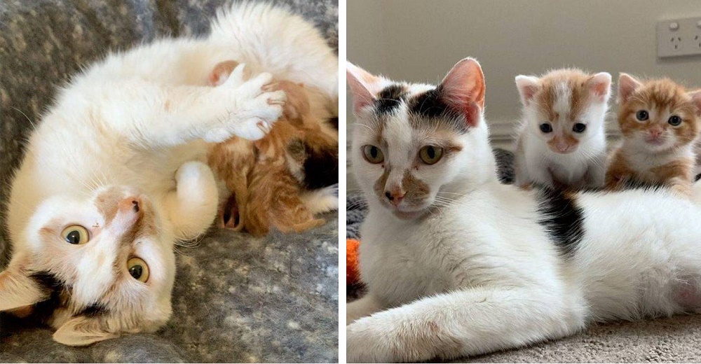 Desde que esta gata embarazada fue rescatada no deja de agradecer por la ayuda que recibió