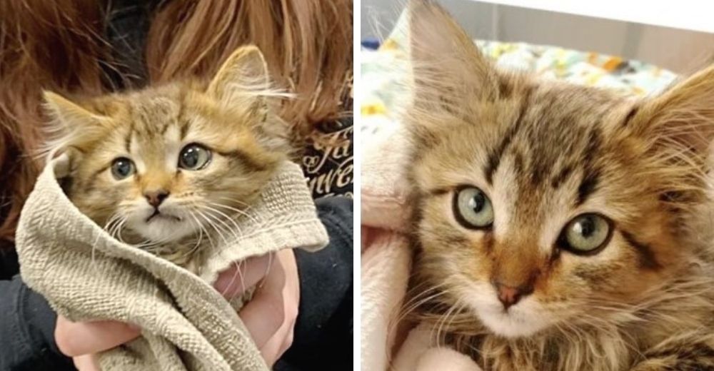 Hombre encuentra a una gatita dentro de un neumático intentando salvar su vida