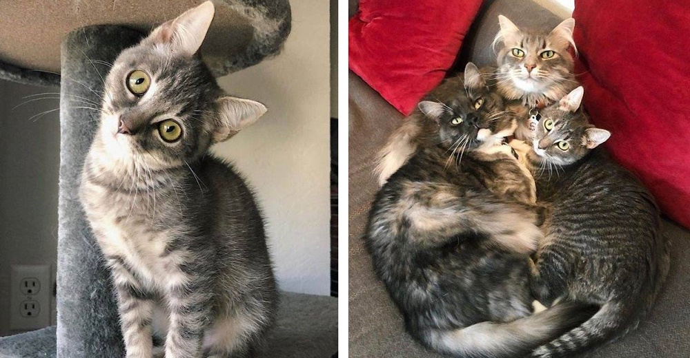Minina que no podía enderezar su cabecita llega a un hogar y los gatos de la casa reaccionan Minina que no podía enderezar su cabecita llega a un hogar y los gatos de la casa reaccionan