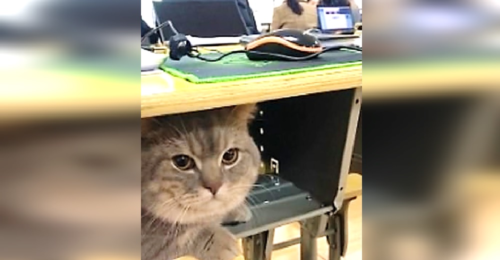 Un gato hace lo imposible por acompañar a su dueña durante su clase en la universidad Un gato hace lo imposible por acompañar a su dueña durante su clase en la universidad