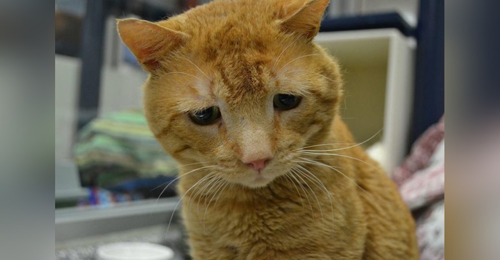 Pareja se cruza en el camino del gato «más triste del mundo» que sobrevivió al peor sufrimiento