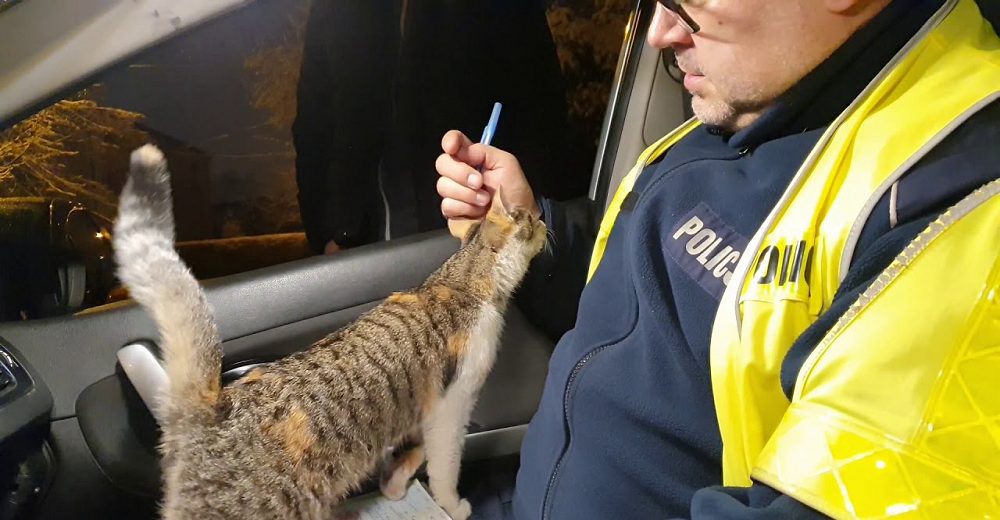 Un policía reacciona ante el gato callejero que saltó a su regazo apenas vio la puerta abierta Un policía reacciona ante el gato callejero que saltó a su regazo apenas vio la puerta abierta