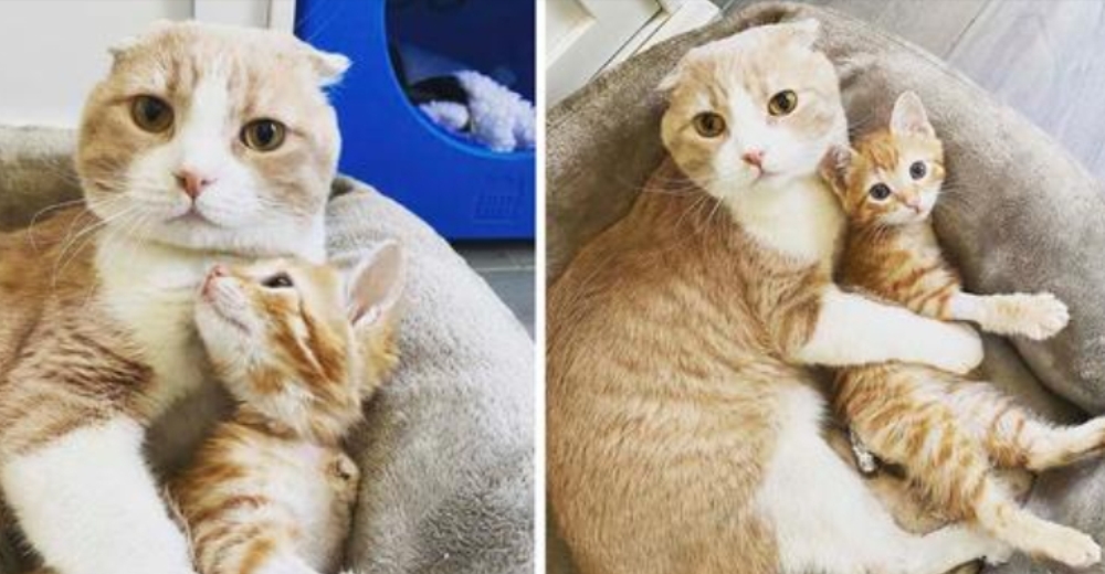 Gato rescatado ayuda a otros de su especie a recuperarse en el veterinario