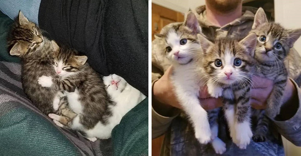 Salvan la vida de 3 gatitos que yacían con frío y hambre esperando que alguien los ayudara Salvan la vida de 3 gatitos que yacían con frío y hambre esperando que alguien los ayudara