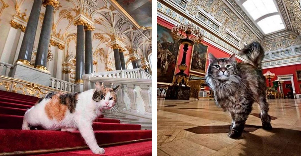 Los gatos que viven en un museo tocan el corazón de un hombre y él decide heredarles su fortuna Los gatos que viven en un museo tocan el corazón de un hombre y él decide heredarles su fortuna