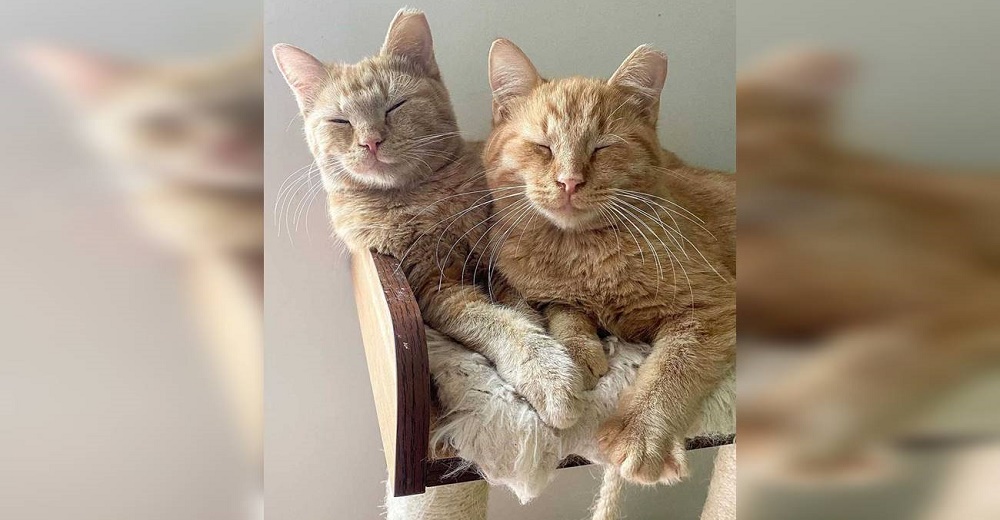Rescatan a dos gatitos «salvajes» y quedan desconcertados con su manera de suplicar un hogar Rescatan a dos gatitos «salvajes» y quedan desconcertados con su manera de suplicar un hogar