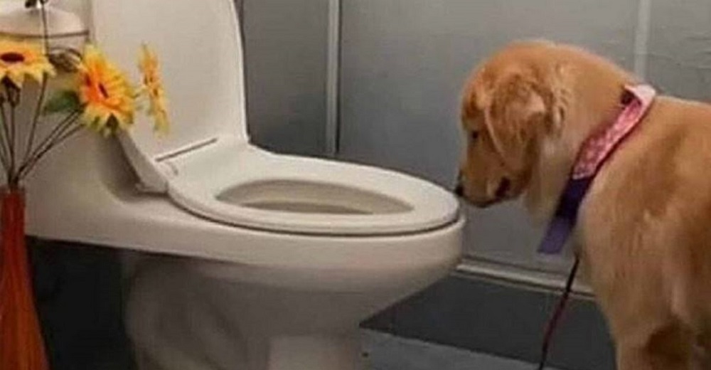 Graba a su perro después de descubrirlo en un extraño ritual en el baño y se hace viral Graba a su perro después de descubrirlo en un extraño ritual en el baño y se hace viral