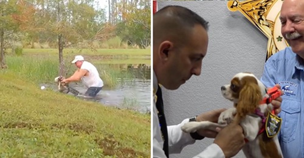La Policía recompensa al valiente perrito que sobrevivió al ataque de un cocodrilo