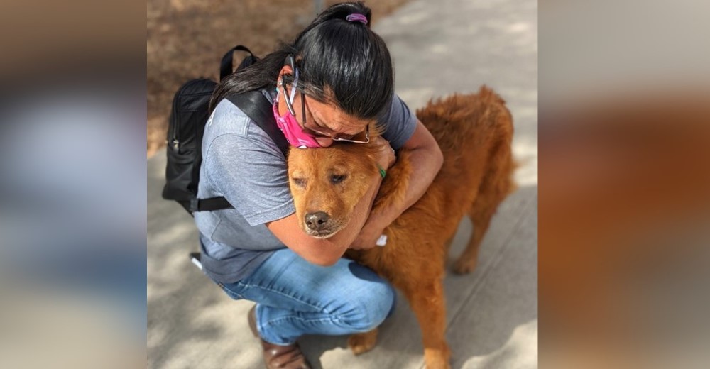 Cae de rodillas y estalla en lágrimas al reencontrarse con su perro tras 7 años perdido