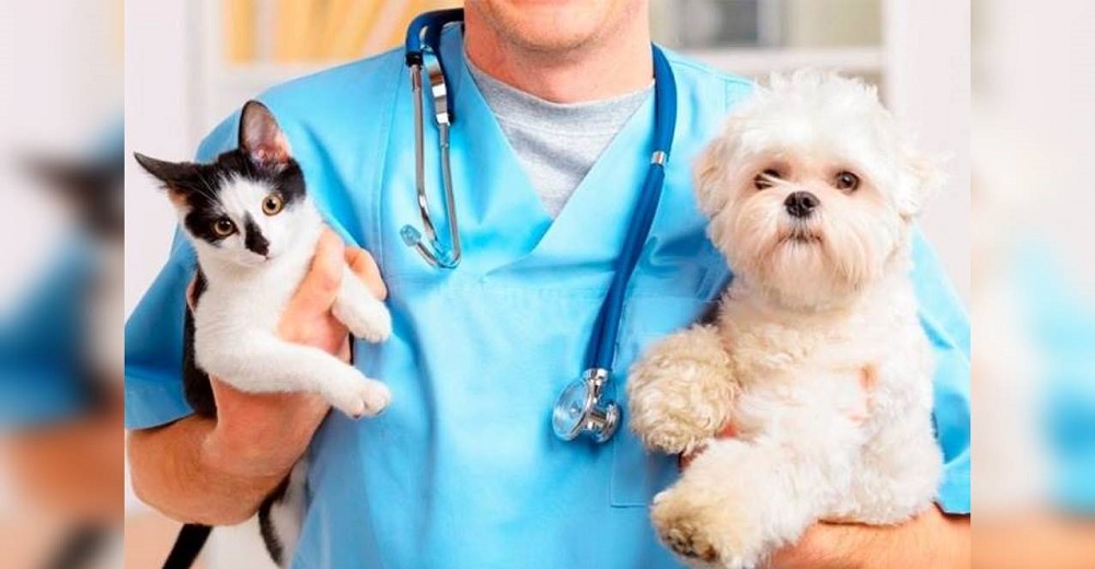 El gobierno recompensa a quienes adopten a un animal abandonado con atención veterinaria gratis El gobierno recompensa a quienes adopten a un animal abandonado con atención veterinaria gratis