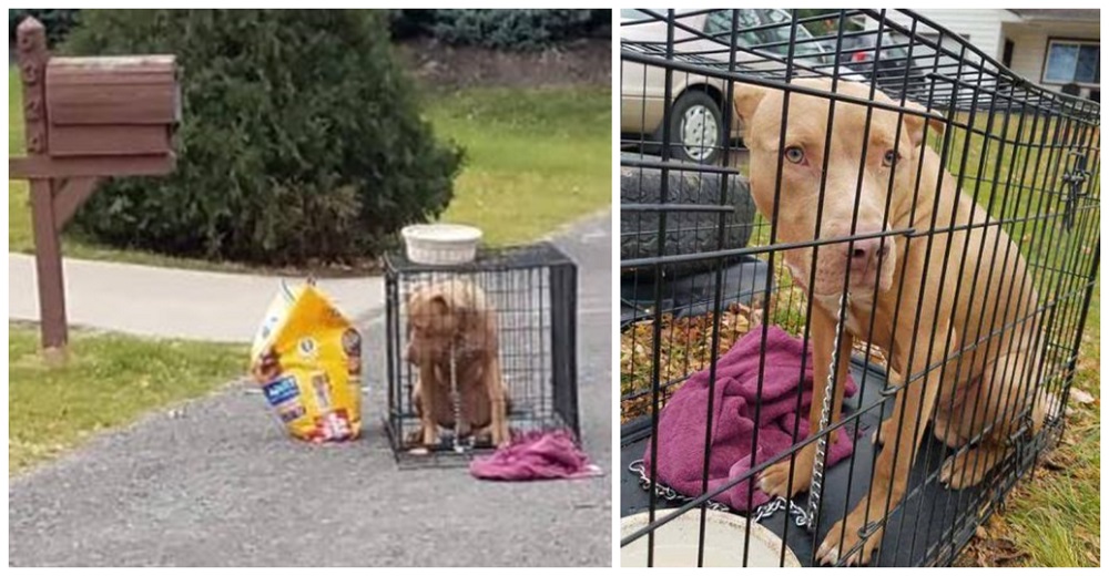 Confundido y lleno de tristeza, un perrito es abandonado dentro de una jaula en un callejón