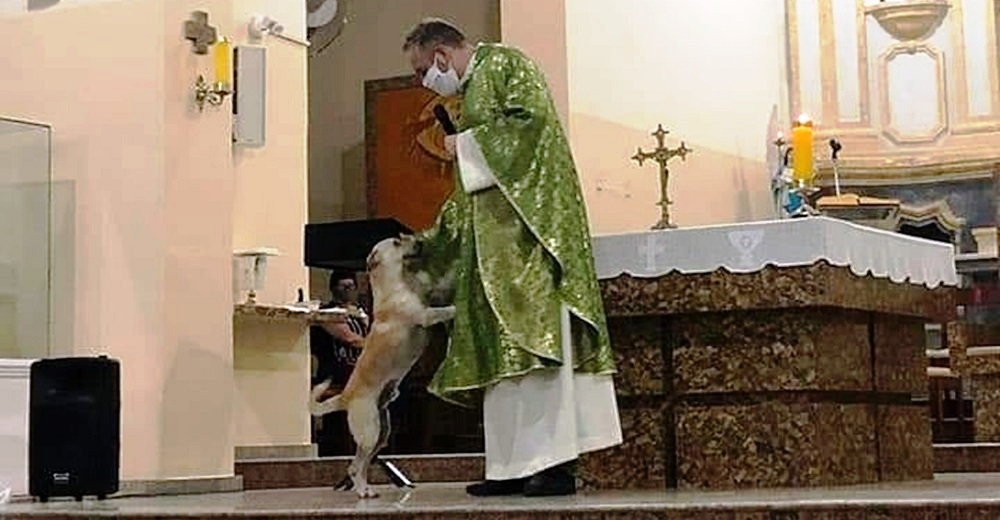 La reacción de un cura después de que perros callejeros irrumpieran en plena misa rogando ayuda La reacción de un cura después de que perros callejeros irrumpieran en plena misa rogando ayuda