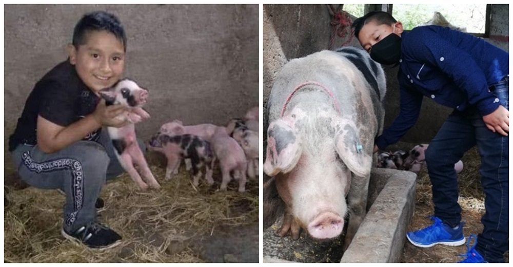 Piden ayuda para el humilde niño que se hizo viral por vigilar el importante parto de su cerdita Piden ayuda para el humilde niño que se hizo viral por vigilar el importante parto de su cerdita