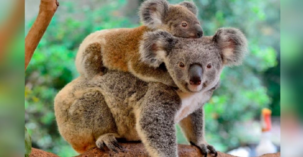 Declaran al koala «funcionalmente extinto» causando consternación en el mundo animal Declaran al koala «funcionalmente extinto» causando consternación en el mundo animal
