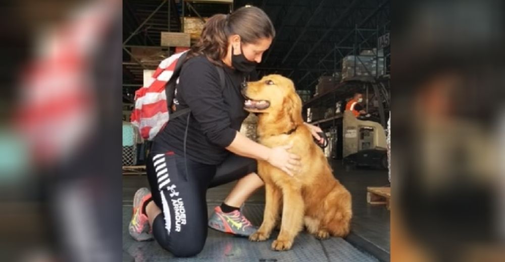 «Ya no saben ser perros» – Tardan 6 meses en rescatar 20 Golden Retriever de un mercado de carne
