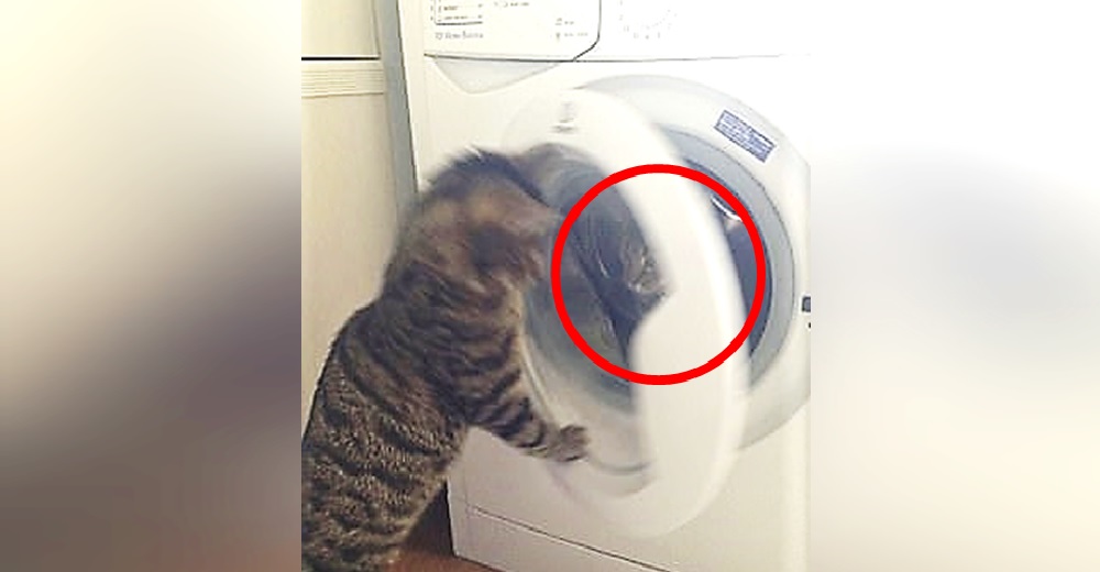 Un gato encierra a su confundida novia en la lavadora dejando a su dueño consternado Un gato encierra a su confundida novia en la lavadora dejando a su dueño consternado