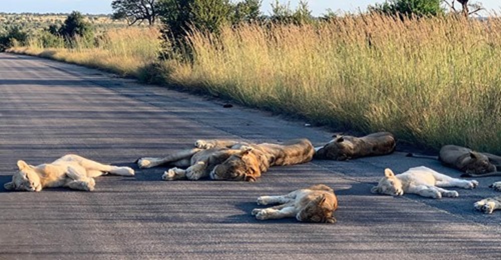 Captan a leones que interrumpieron la carretera para hacer la siesta durante la cuarentena Captan a leones que interrumpieron la carretera para hacer la siesta durante la cuarentena