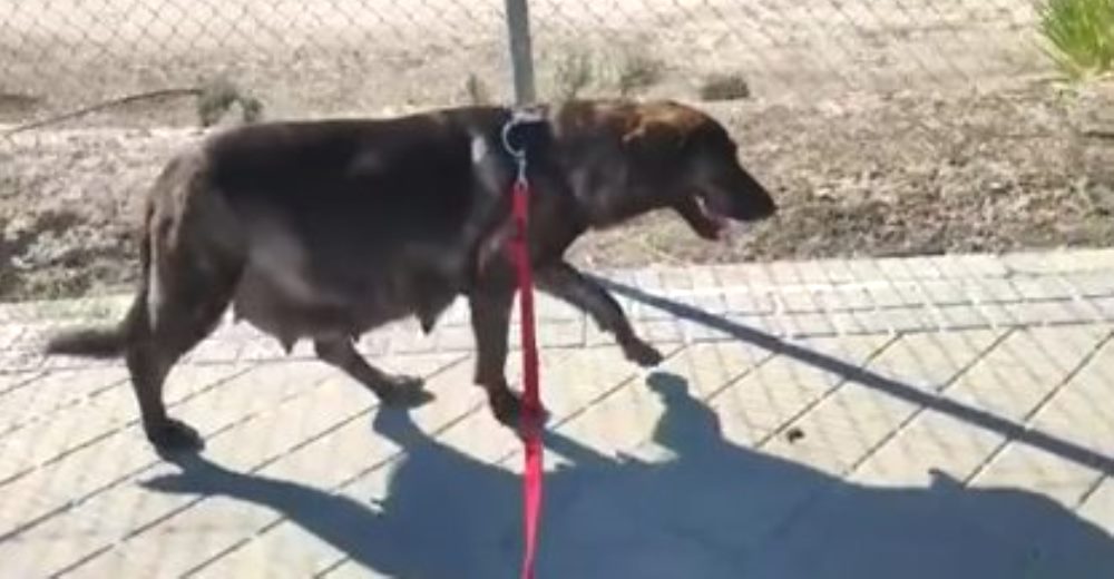 Perrita embarazada intenta encontrar comida entre la basura para alimentar a sus 9 bebés