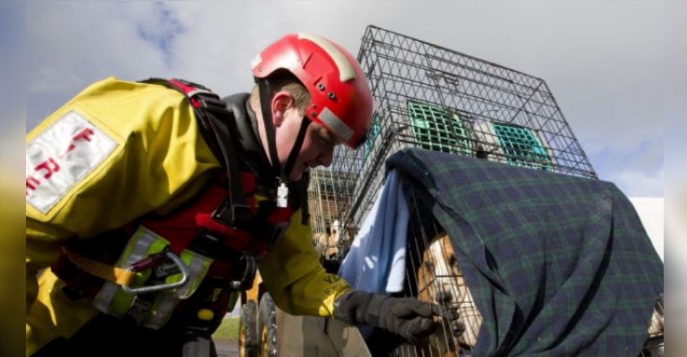 Bombero renuncia a su día de descanso para salvar a 46 perros hacinados en medio de las llamas Bombero renuncia a su día de descanso para salvar a 46 perros hacinados en medio de las llamas