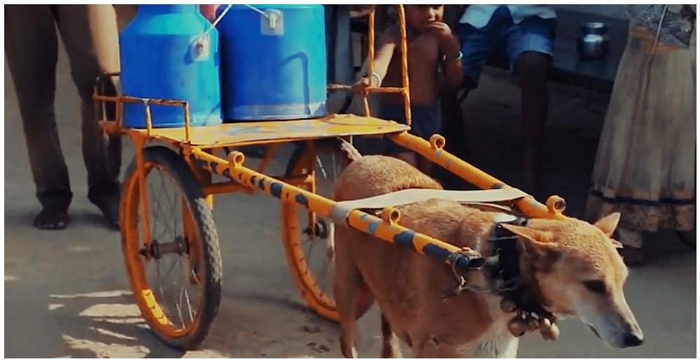 Graban al agotado perrito que por amor a su dueño trabaja como lechero en las calles