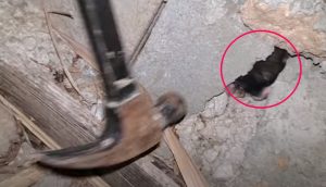 Gemidos de auxilio que venían de una pared de concreto alertan a un obrero que pasaba de milagro