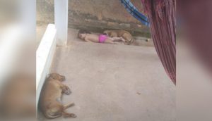 Una madre encuentra a los perros y a su bebé «inmóviles» en el suelo