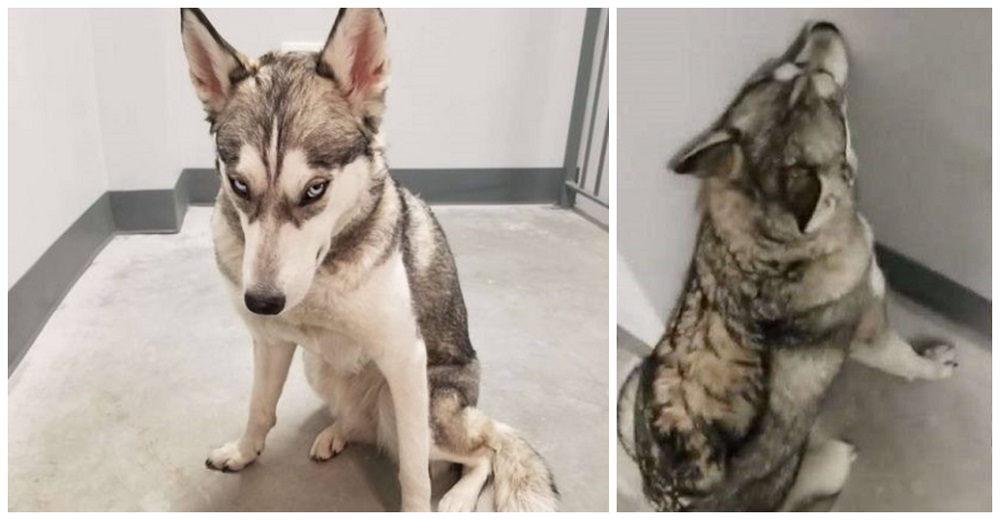 Perrita decide dar la espalda a su dueña para mostrar lo enfurecida que está Perrita decide dar la espalda a su dueña para mostrar lo enfurecida que está