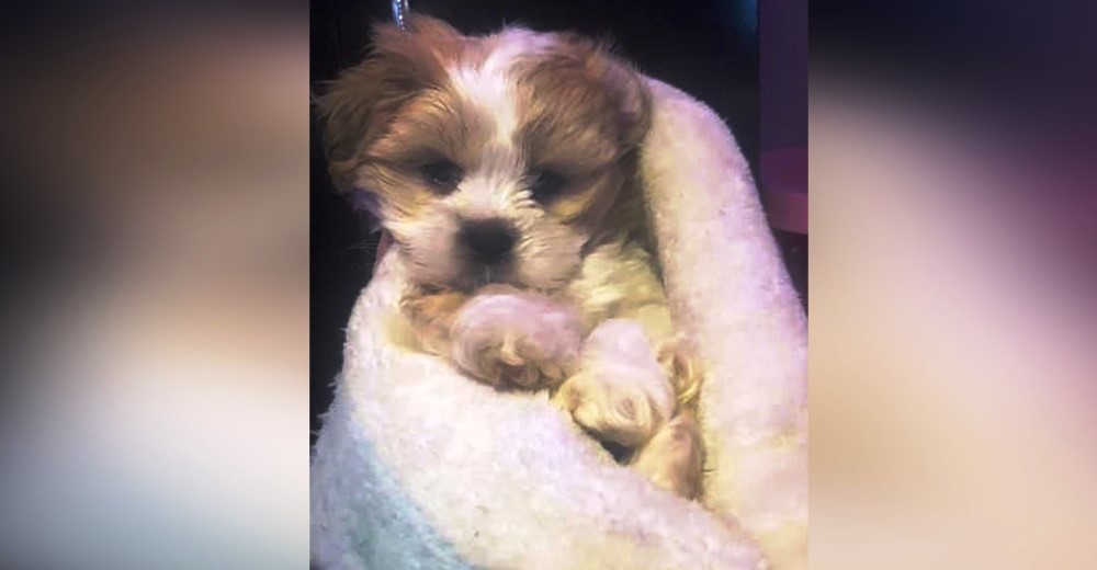 Recibe un mensaje de quien halló a su perrita desaparecida y termina alarmada e indignada Recibe un mensaje de quien halló a su perrita desaparecida y termina alarmada e indignada