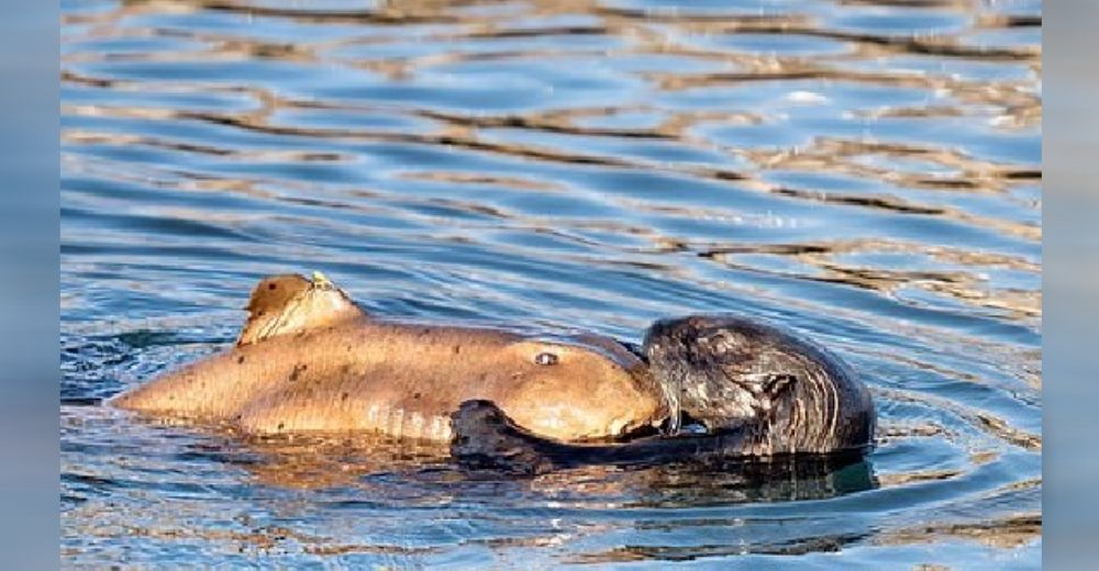 Intriga el comportamiento “romántico” de una nutria hacia un peligroso tiburón en medio del mar