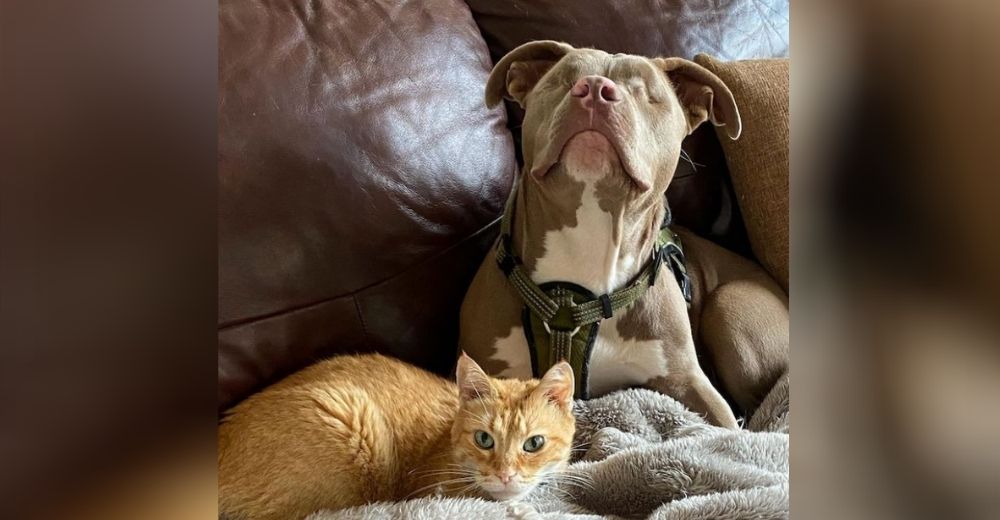 Pitbull sin ojos llega a una familia y no descansa hasta curar al gato de su profunda depresión Pitbull sin ojos llega a una familia y no descansa hasta curar al gato de su profunda depresión
