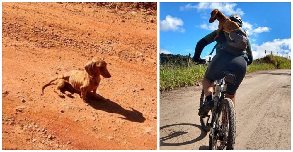 Ciclistas ven a un perrito sin hogar en la carretera y saben que se irá con ellos a casa