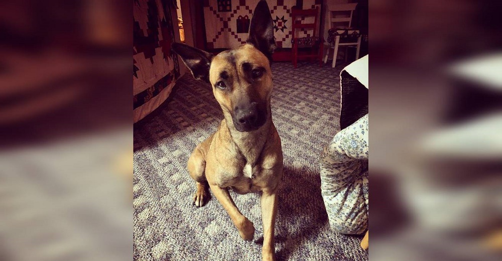Perrita deprimida tras ser abandonada dos veces ya no cree en nadie hasta que un policía actúa Perrita deprimida tras ser abandonada dos veces ya no cree en nadie hasta que un policía actúa