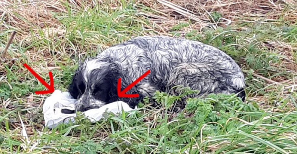 Rescatan a la perrita que lloraba sin consuelo mientras veía la bolsa que tenía consigo