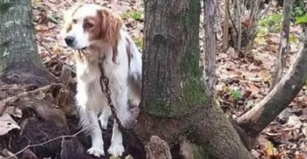 Tras pasar 8 días atado a un árbol sin compasión, alguien logra escuchar su último ladrido