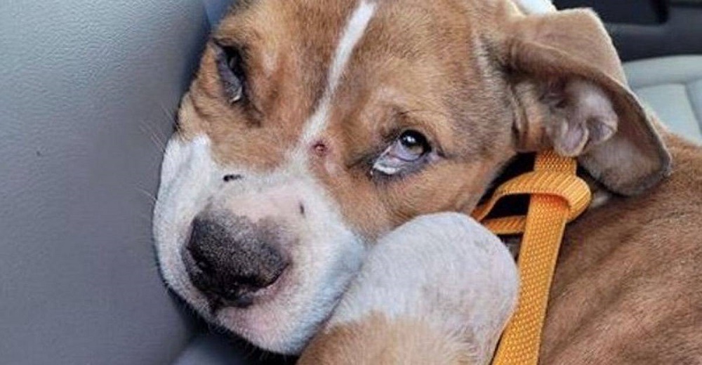 Policía toma en brazos a un pitbull al borde de un destino fatal y no puede separarse de él Policía toma en brazos a un pitbull al borde de un destino fatal y no puede separarse de él