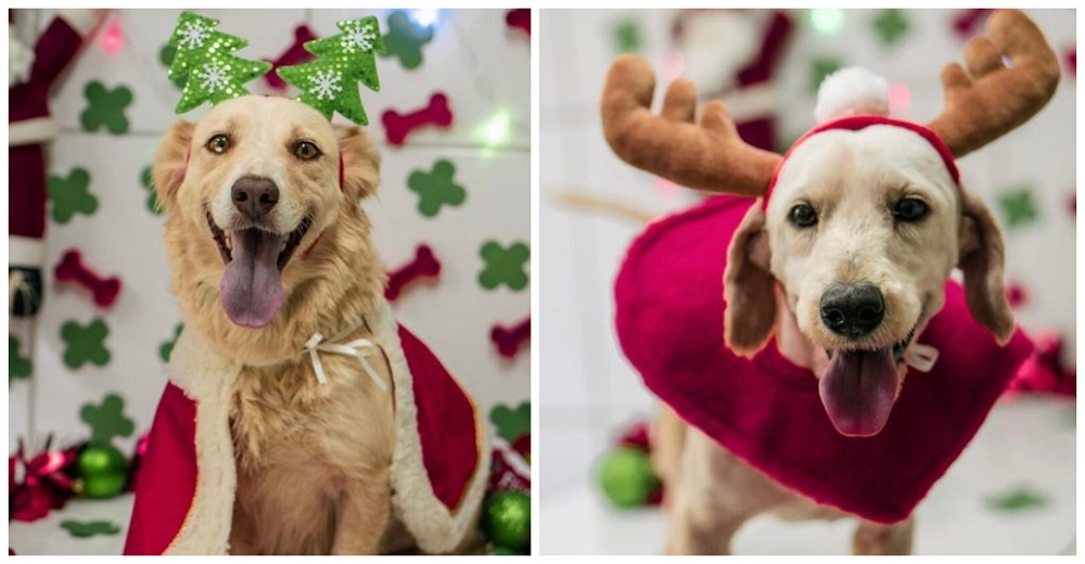 700 animalitos con un triste pasado acuden a su último recurso para ser adoptados en Navidad 700 animalitos con un triste pasado acuden a su último recurso para ser adoptados en Navidad