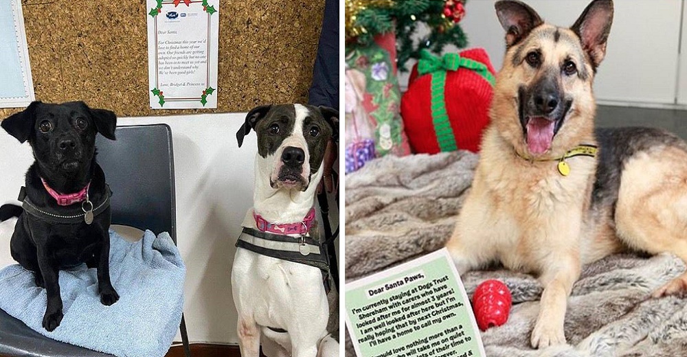«Lo que quiero es una familia» – Los perritos sin hogar esperan ser adoptados en Navidad